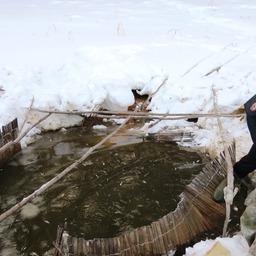 Охотник за рыбной молодью не сумел сбежать