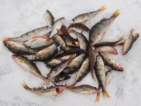 В Калуге ловится вся рыба