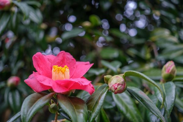 Примеры снимков на объектив Fujinon XF 27mm F/2.8 R WR