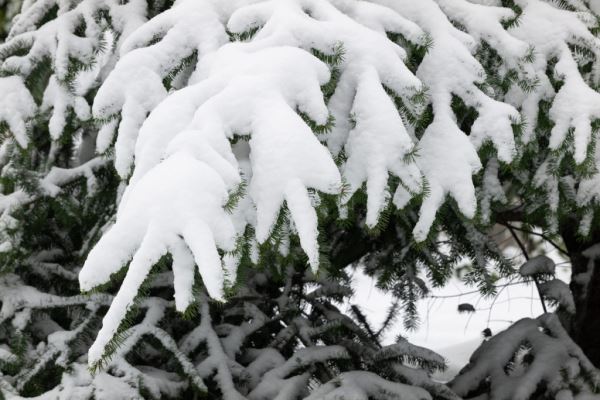 Примеры снимков на объектив Panasonic Lumix S 70-300mm F/4.5-5.6