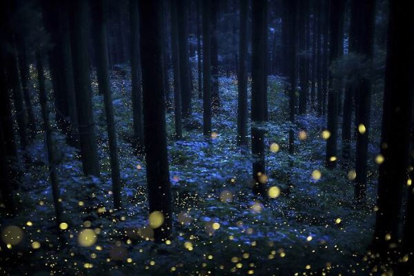 30 победителей Tokyo International Foto Awards 2020