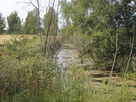 Юбилей дня болота 