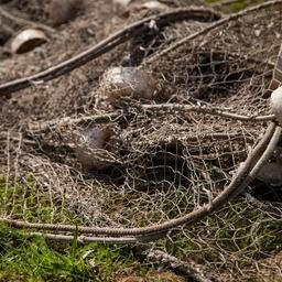 Рыбоводы видят негативные последствия ликвидации Депрыбхоза