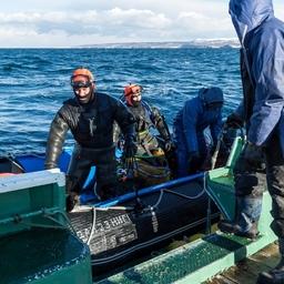 В справочник ОСМ внесли изменения по морскому ежу