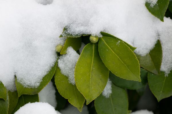 Примеры снимков на объектив Panasonic Lumix S 70-300mm F/4.5-5.6