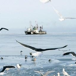 Российские уловы пока уступают уровню прошлого года