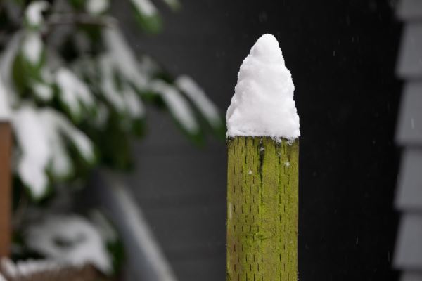 Примеры снимков на объектив Panasonic Lumix S 70-300mm F/4.5-5.6