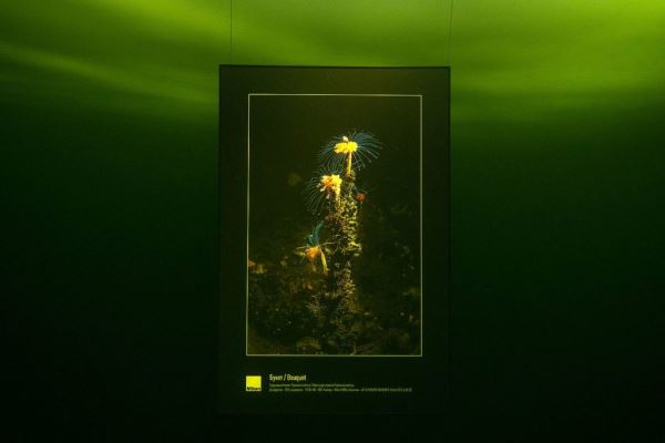 Пока не растаял лёд – подлёдная фотовыставка Виктора Лягушкина. При поддержке Nikon