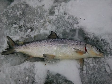 Краснокнижных рыб нашли в холодильниках